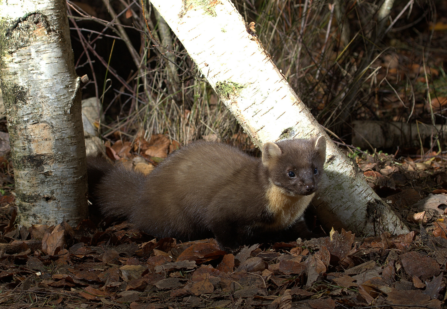 Baummarder November 2017