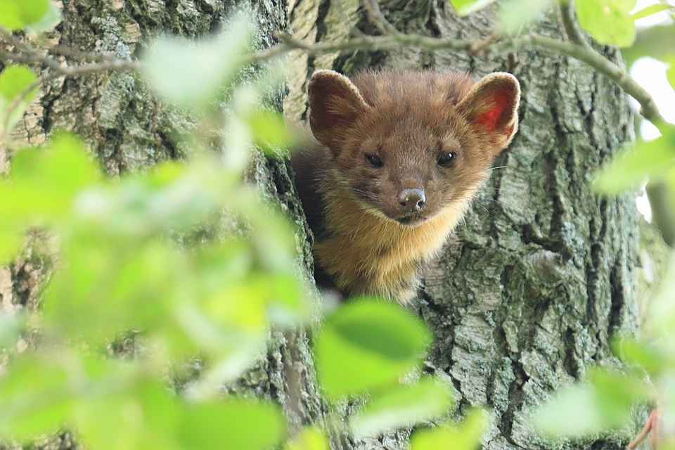 Baummarderportrait