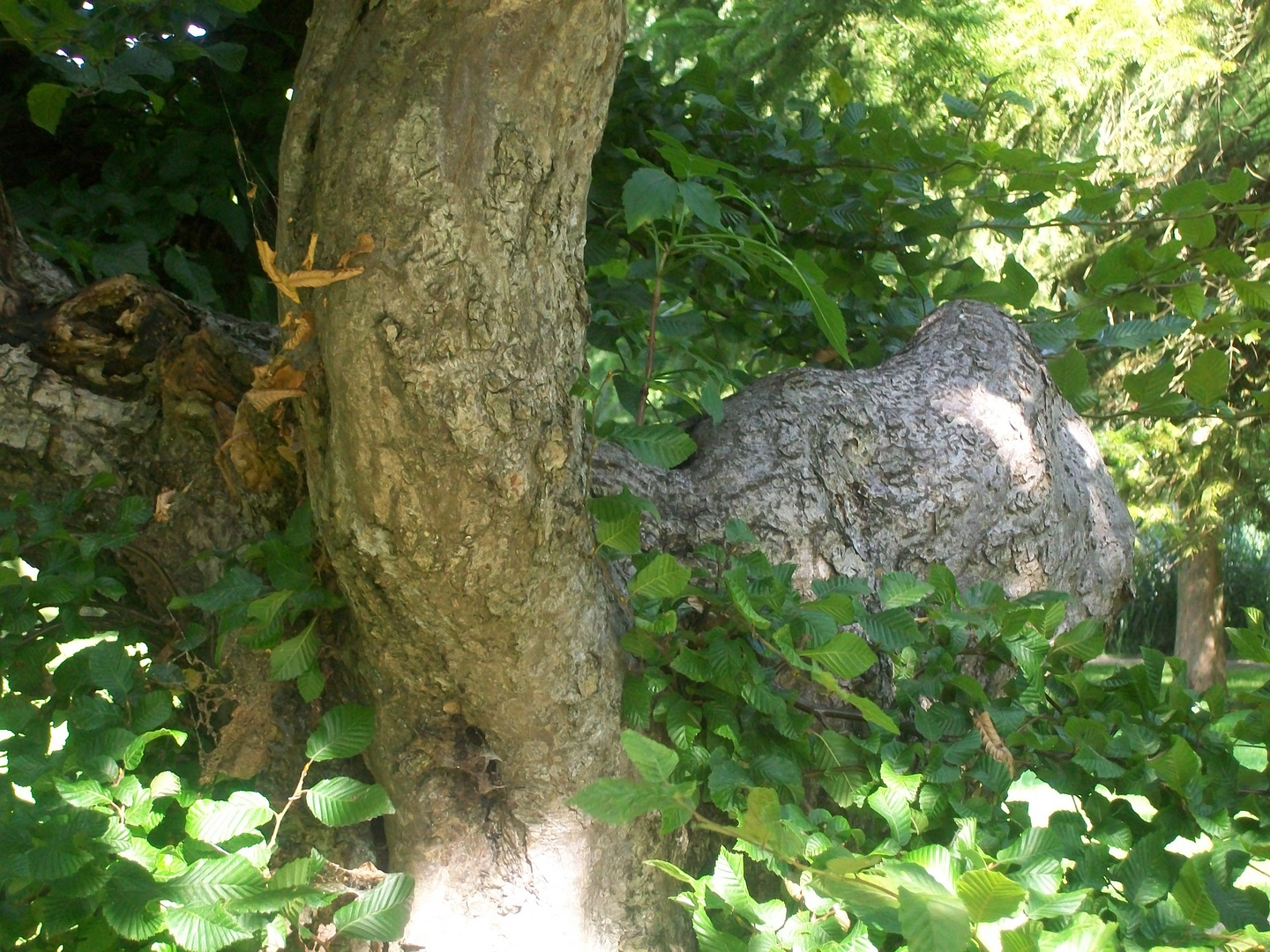 Baummensch Foto & Bild | pflanzen, pilze & flechten, bäume, laubbäume ...