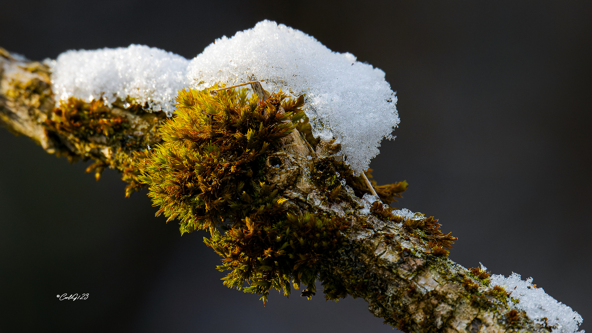 Baummoos im Schneegewand 