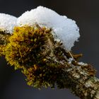 Baummoos im Schneegewand 