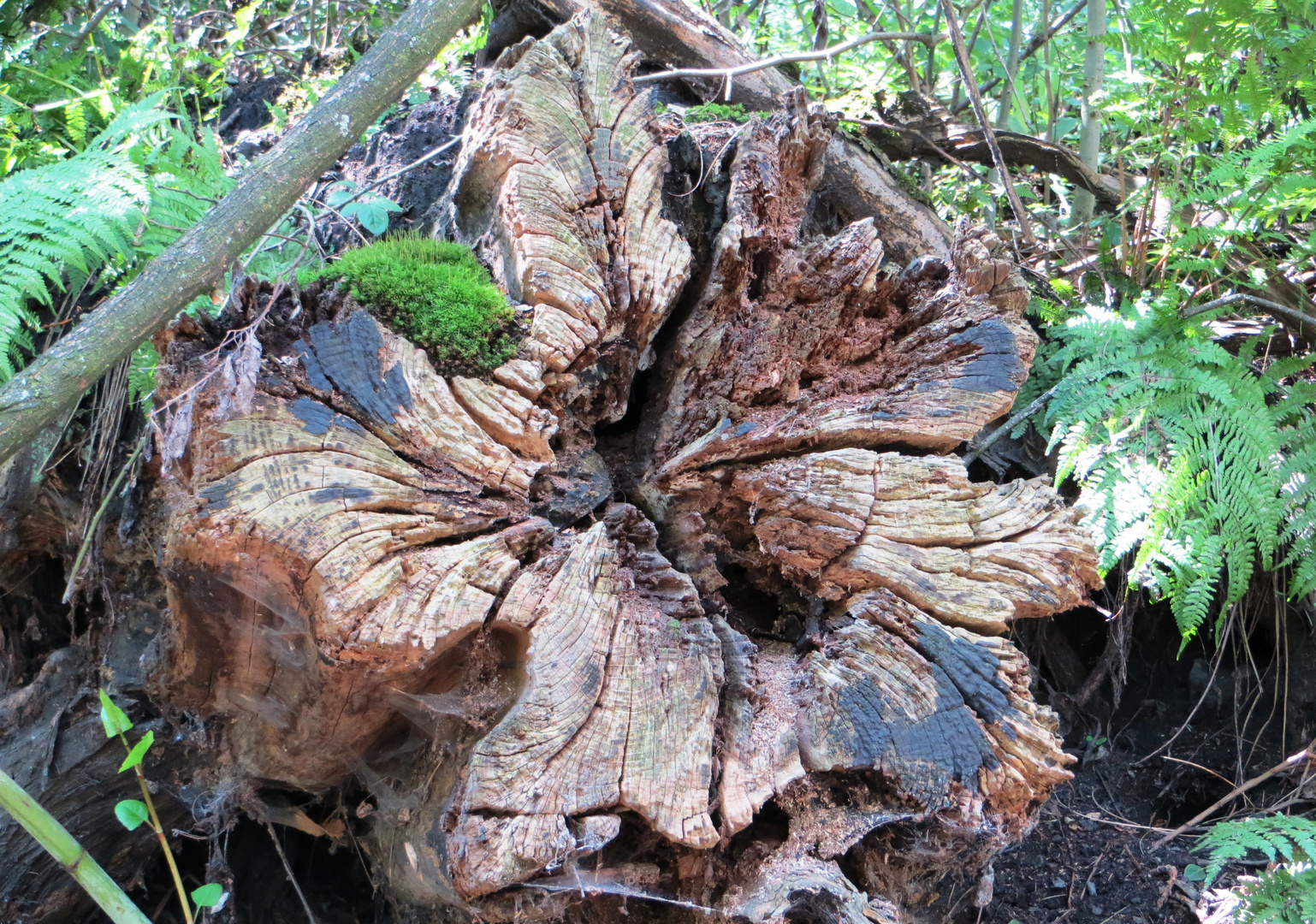 Baum,Nachleben 1