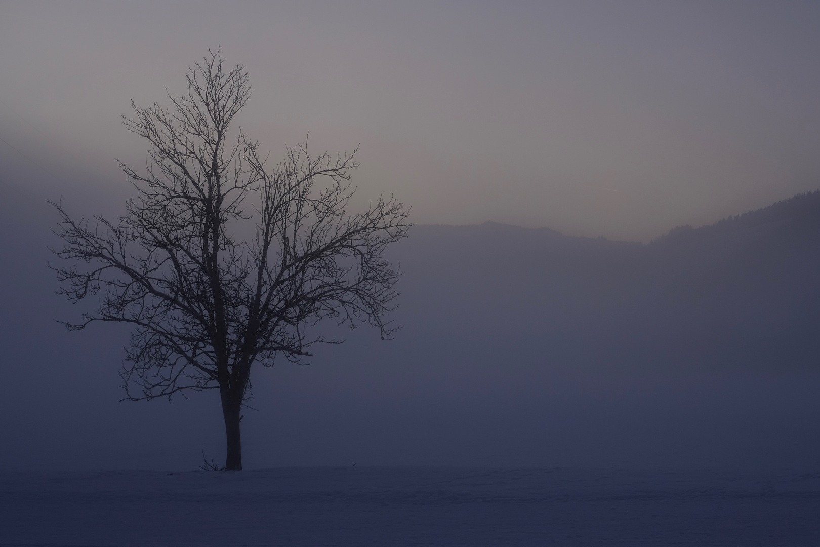 Baum_Nebel