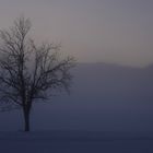 Baum_Nebel