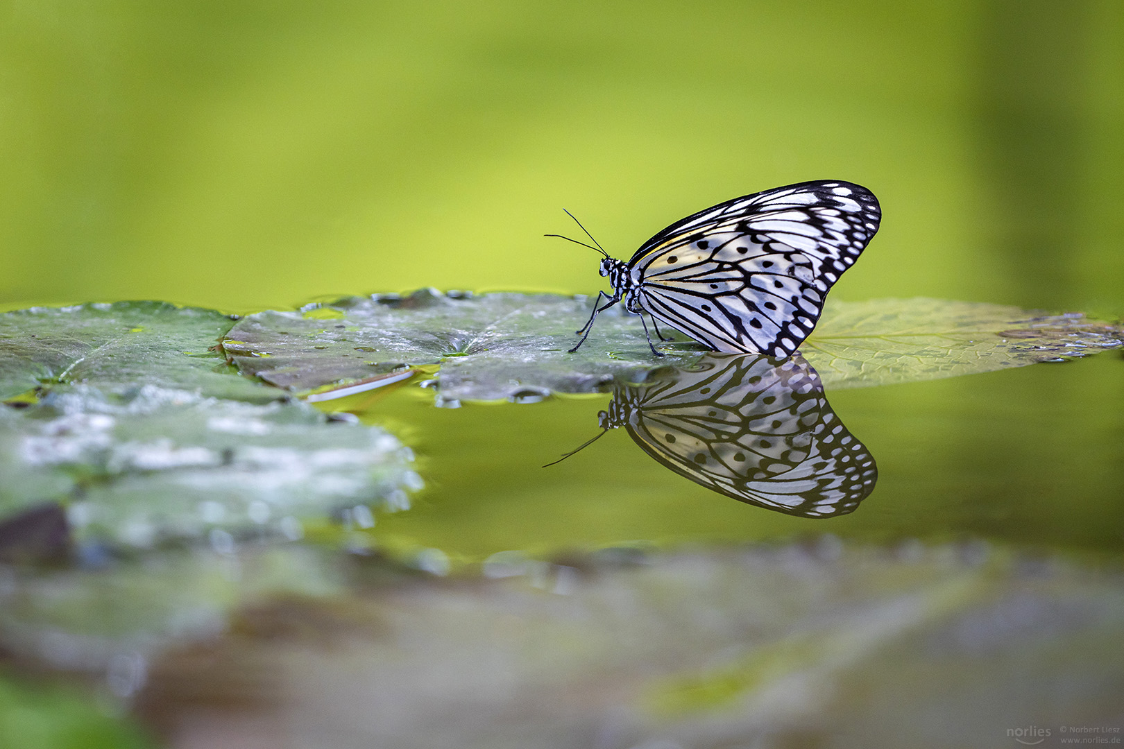 Baumnymphe am Wasser