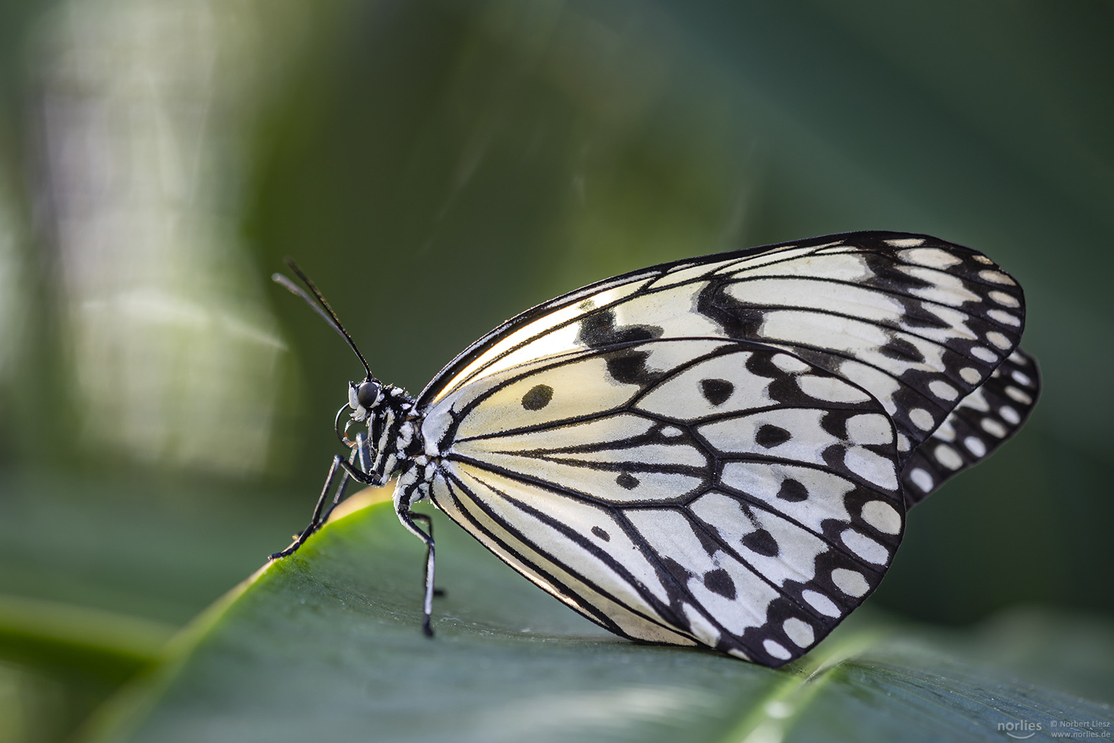 Baumnymphe auf Blatt