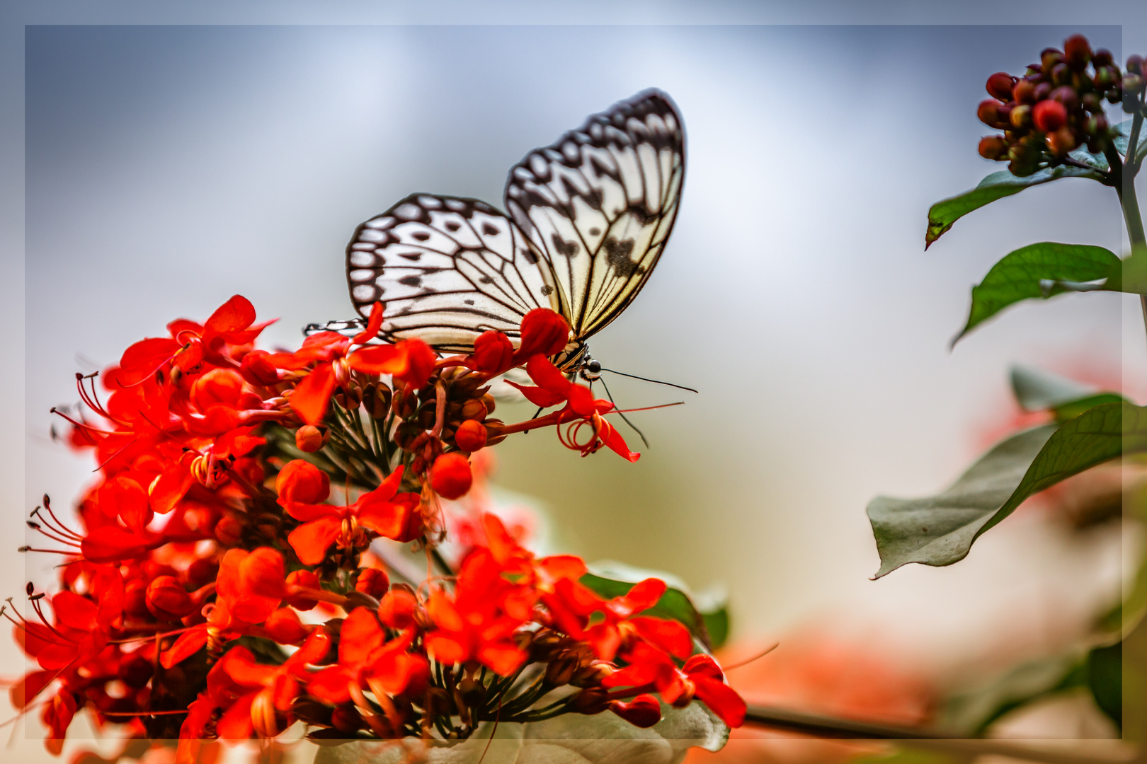 Baumnymphe auf roter Blüte