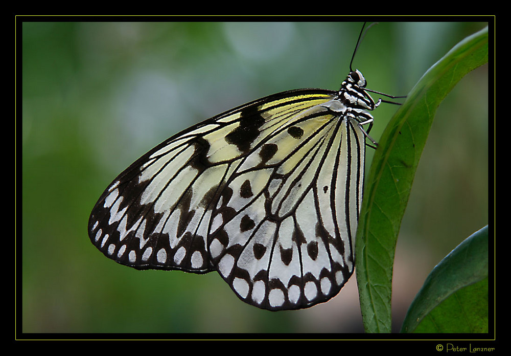 Baumnymphe (Idea leuconoe)