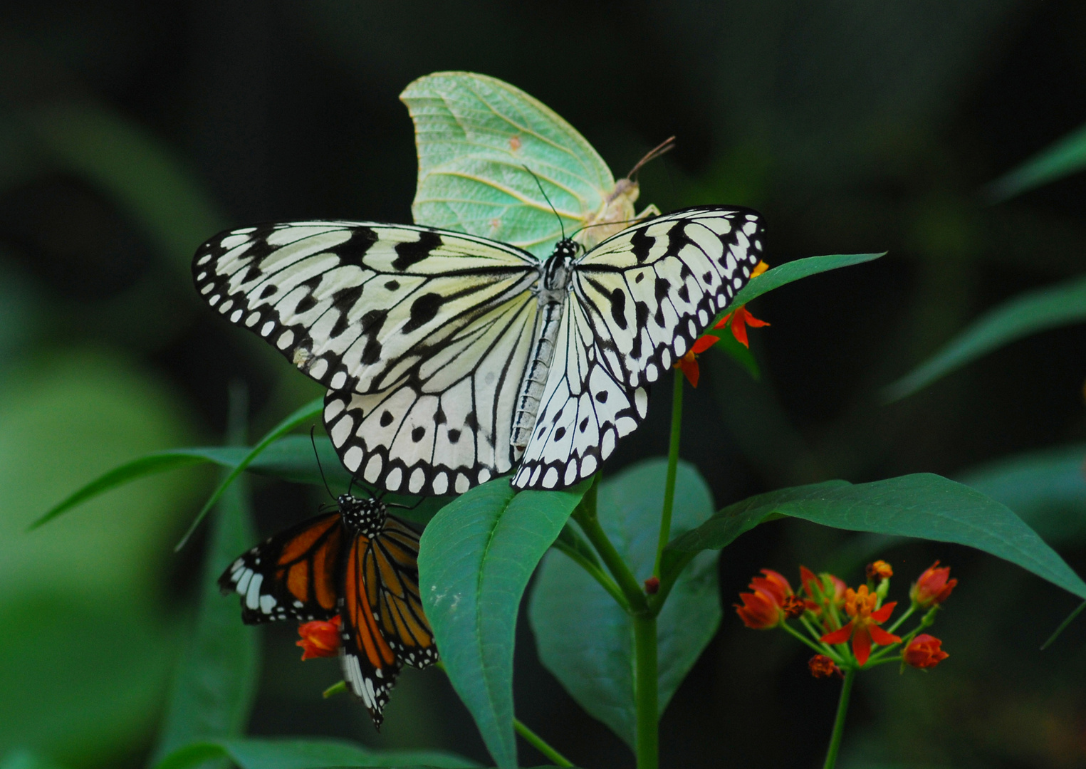 Baumnymphe ( Idea Leuconoe)