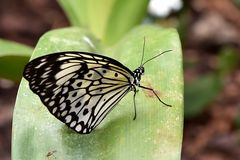 Baumnymphe (Idea leuconoe) Profil