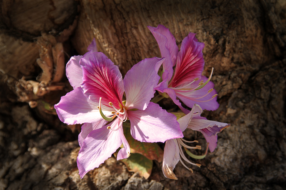 Baumorchidee(Bauhinia)