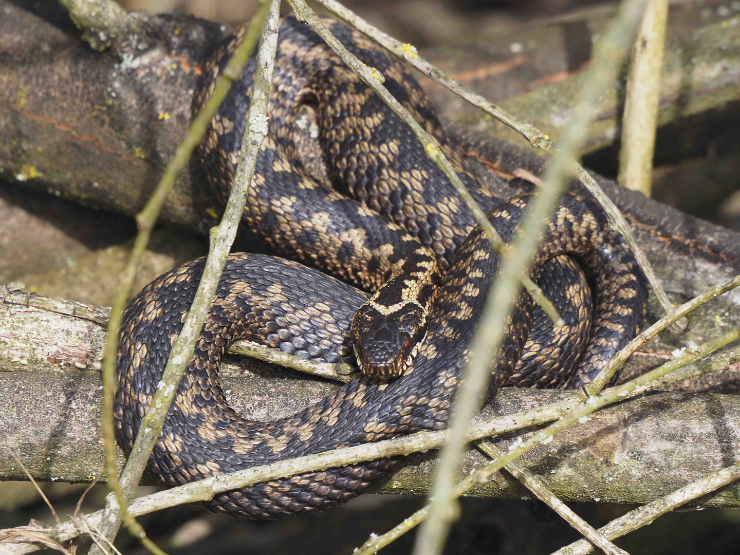 BAUMOTTER IM VENNER MOOR