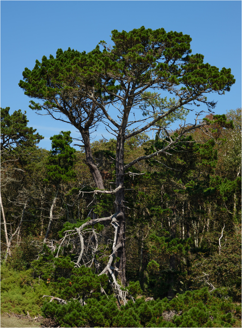 "Baumpanorama" - Bretagne 2021