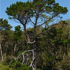 "Baumpanorama" - Bretagne 2021