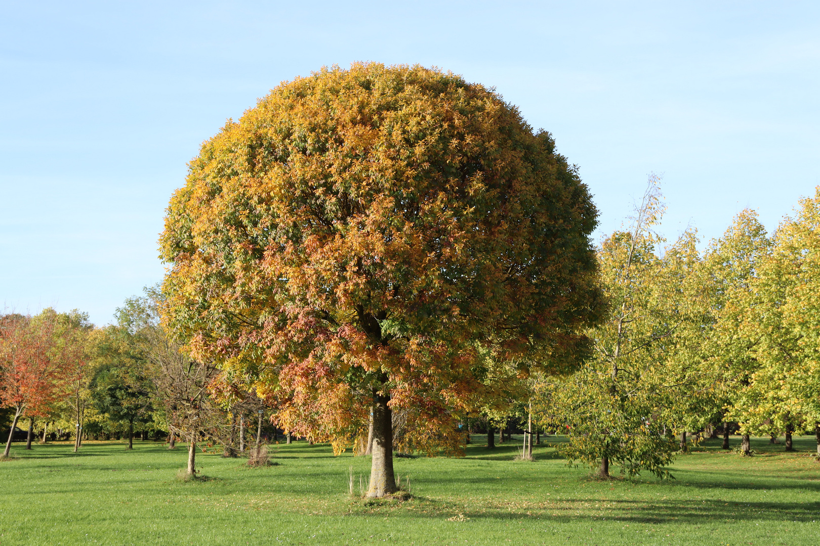 Baumpark