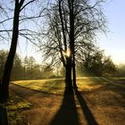 baum_park_nebel