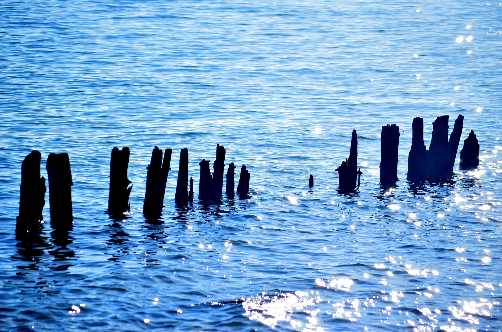 Baumpfähle im Wasser