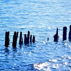 Baumpfähle im Wasser