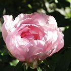 Baumpfingsrose