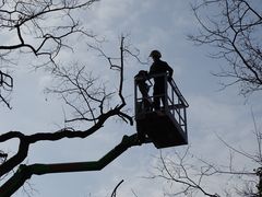 Baumpflege in der Robinie