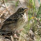 Baumpieper (Anthus trivialis)