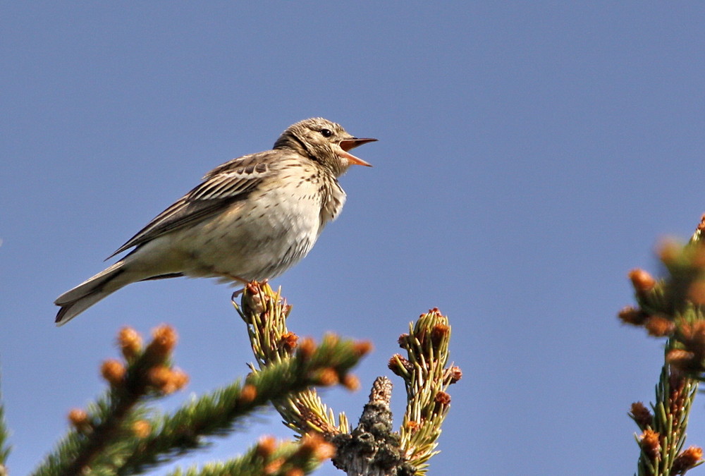 Baumpieper (Anthus trivialis)