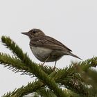 Baumpieper (Anthus trivialis)