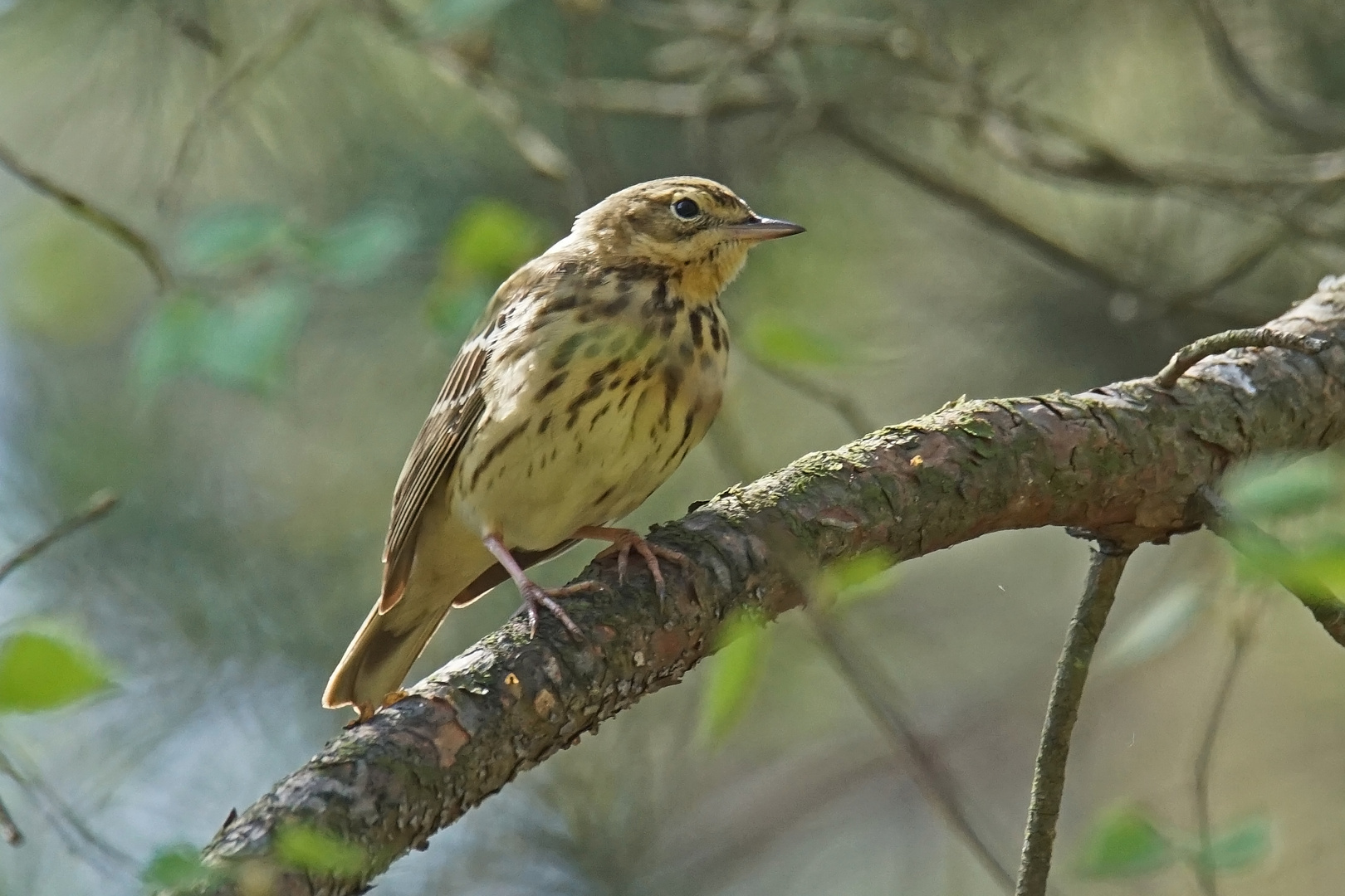 Baumpieper (Anthus trivialis)