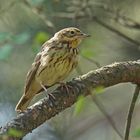 Baumpieper (Anthus trivialis)