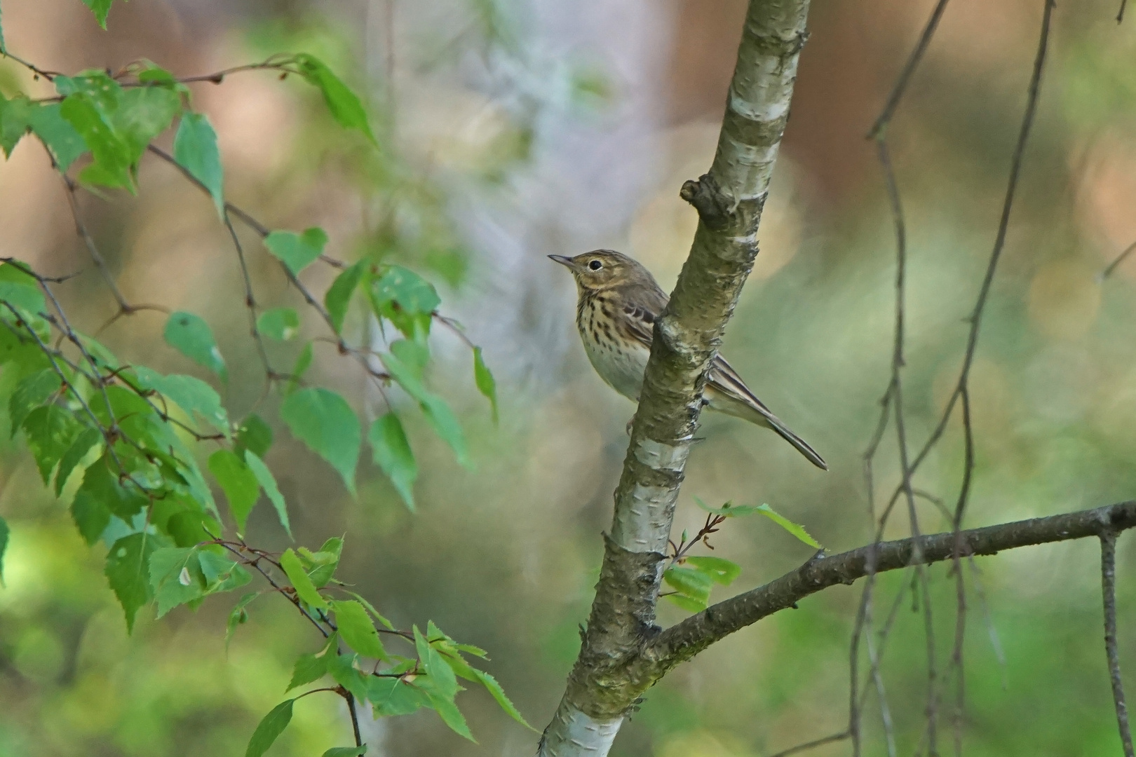 Baumpieper (Anthus trivialis)