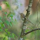 Baumpieper (Anthus trivialis)