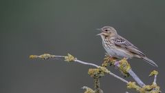 Baumpieper (Anthus trivialis)