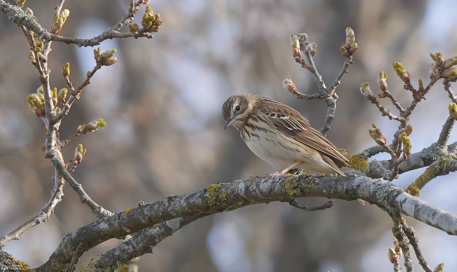 * Baumpieper (Anthus trivialis) *