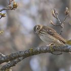 * Baumpieper (Anthus trivialis) *