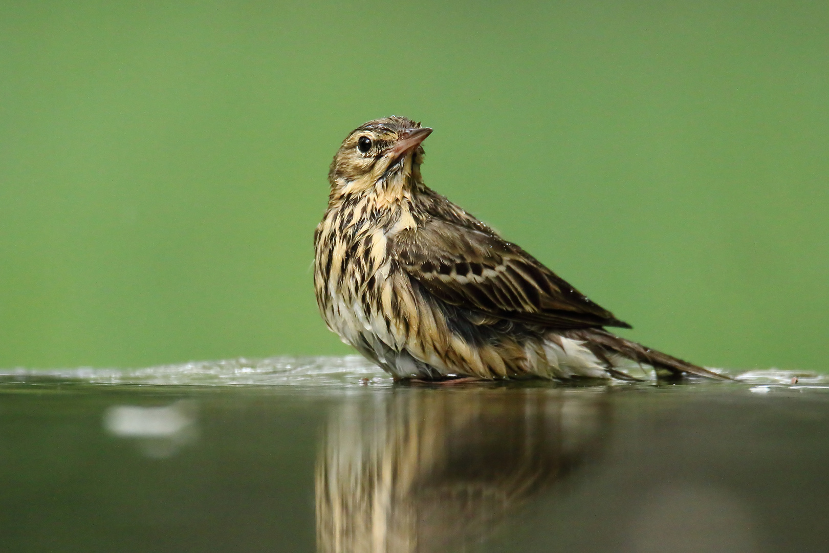 Baumpieper beim Baden