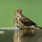 Baumpieper beim Baden