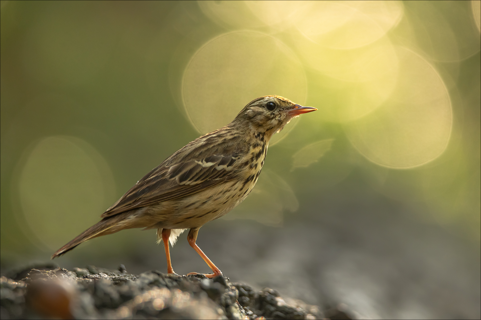 Baumpieper im Gegenlicht