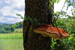 Baumpilz auf Obstbaumstamm