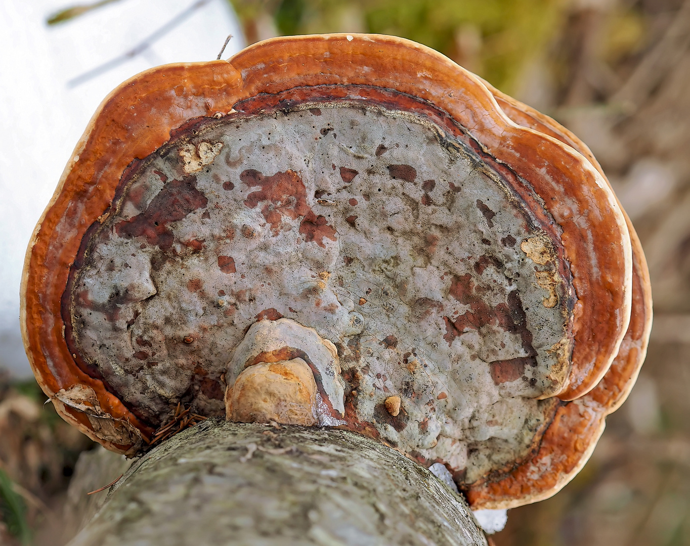 Baumpilz auf uraltem, liegendem Stamm. - Un champignon sur un tronc d'arbre.