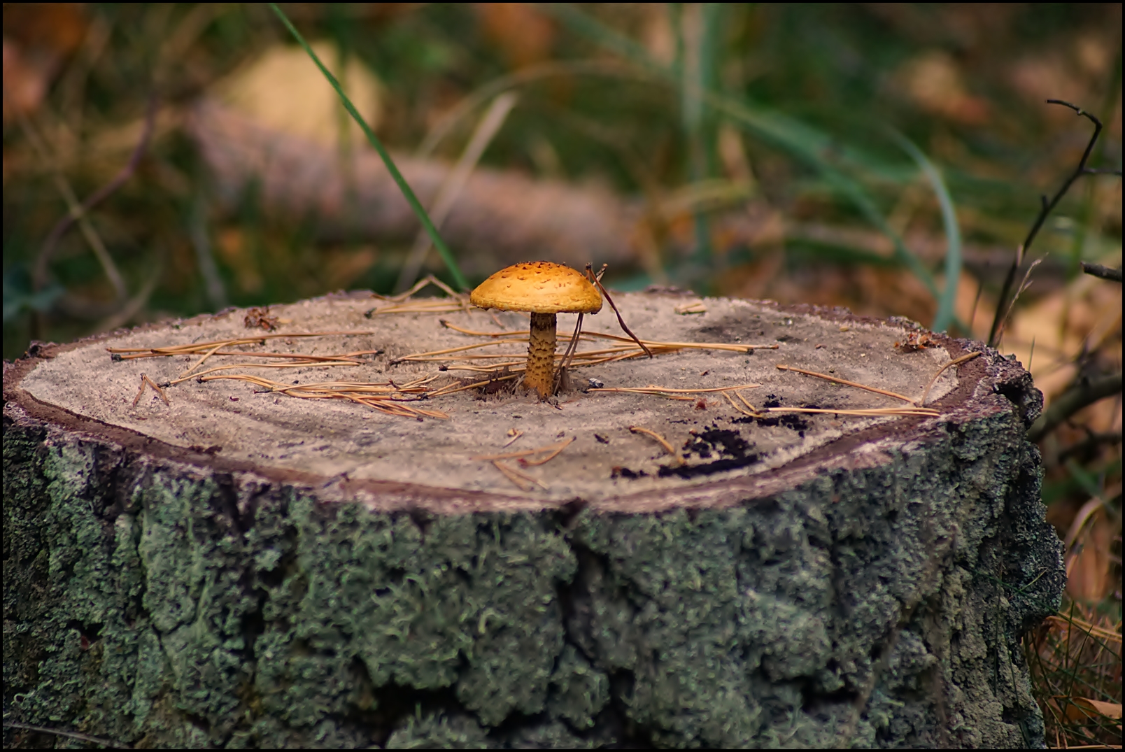 "Baum"pilz