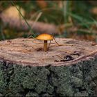 "Baum"pilz