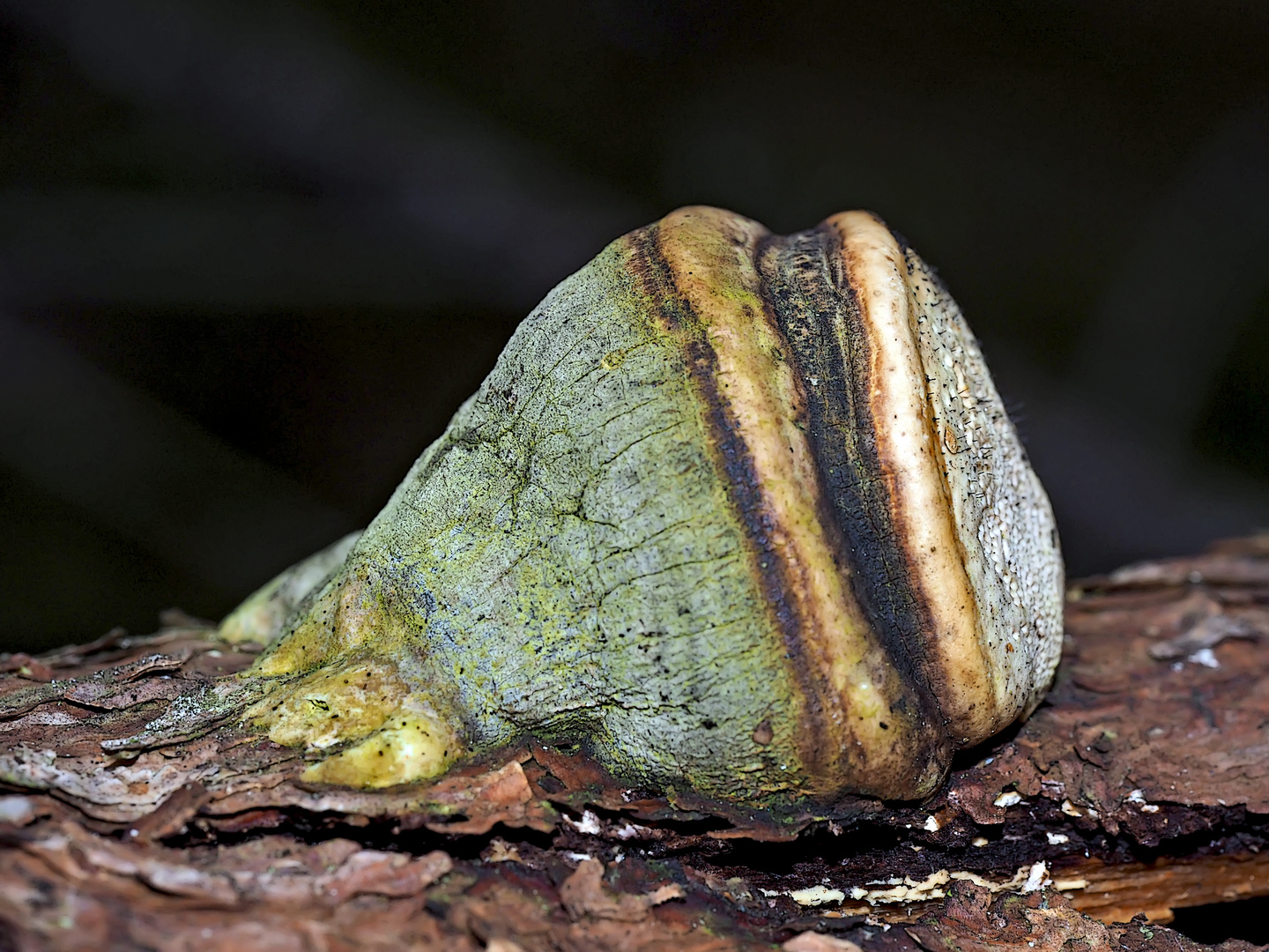 Baumpilz: Formitopsis pinicola - Champignon: Parasite d'un arbre.