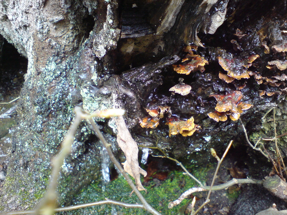 Baumpilz im Frühjahr