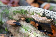 Baumpilz im Herbst