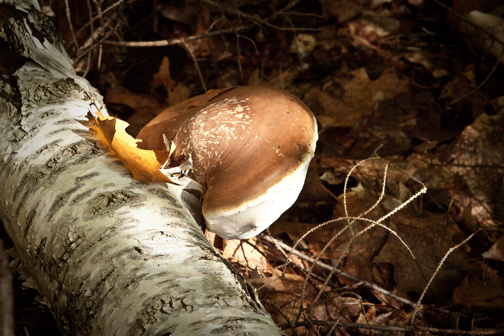 Baumpilz im Herbstwald