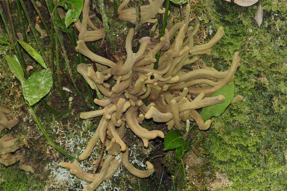 Baumpilz im Lorbeerwald von Madeira