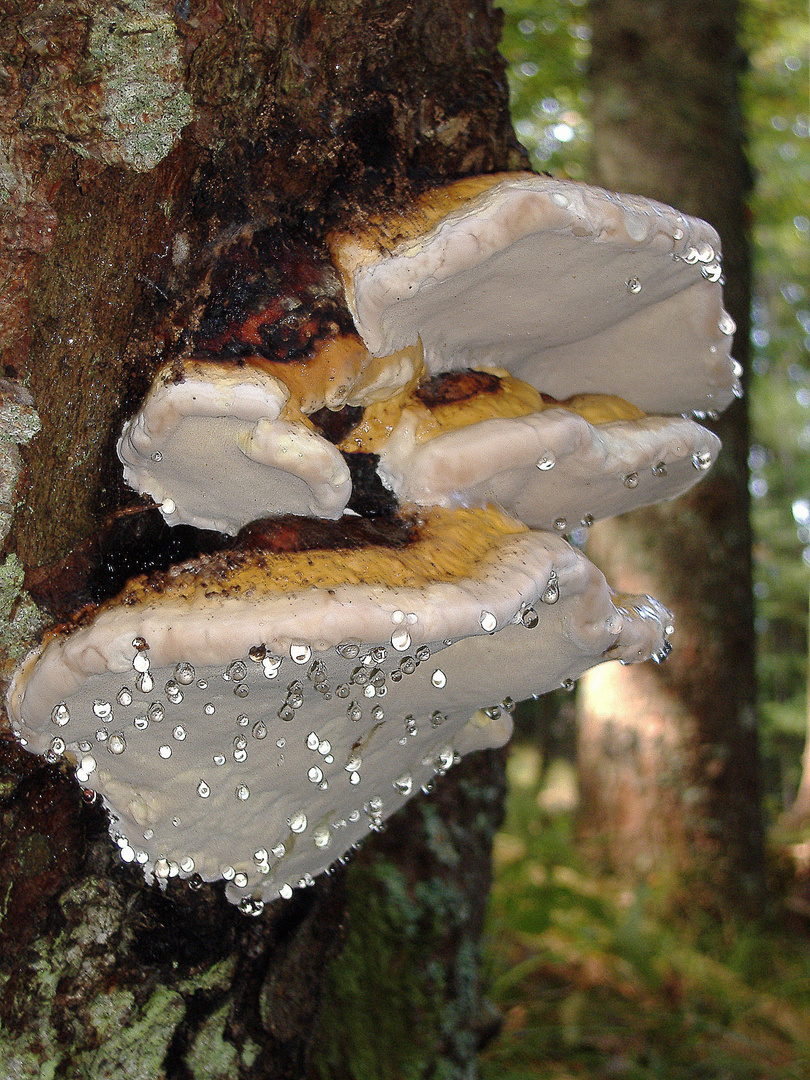 Baumpilz im Regen