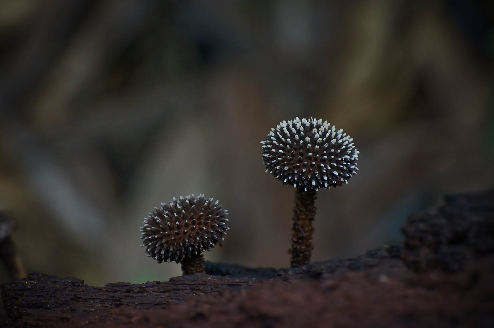 Baumpilz im Regenwald