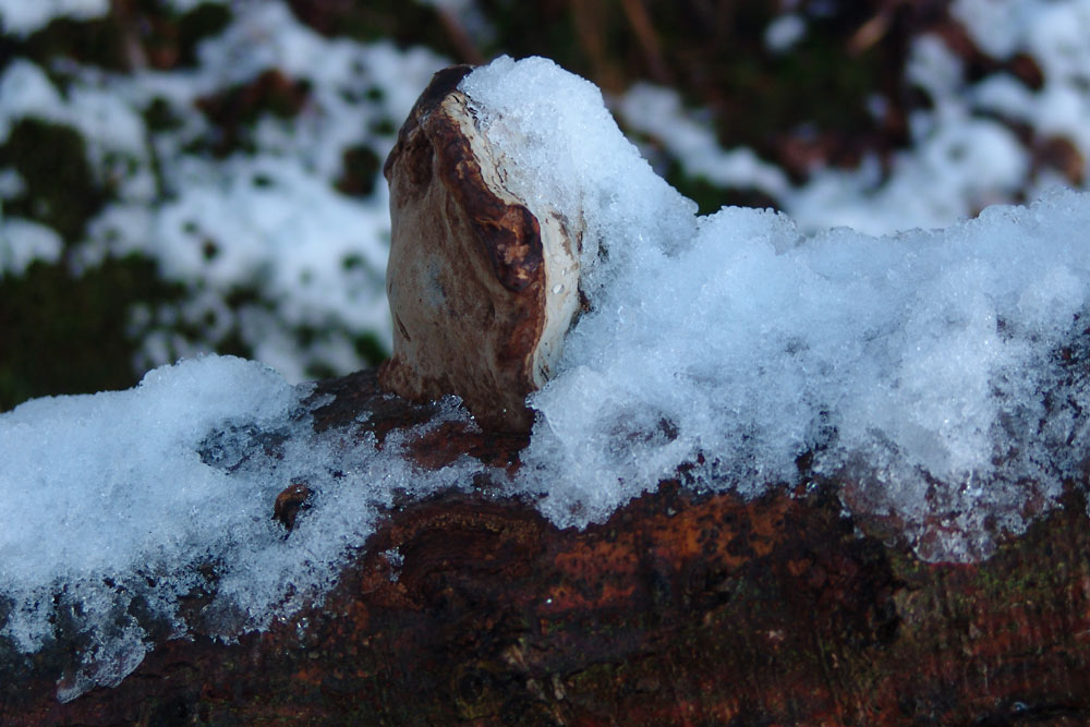 Baumpilz im Schnee