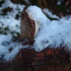 Baumpilz im Schnee